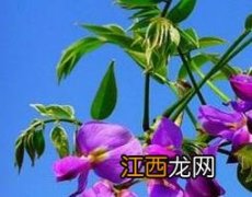 葛根的功效与作用 葛根花的功效与作用