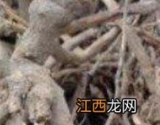 白牛胆根的功效与作用禁忌 白牛胆根的功效与作用