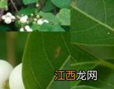 白饭子草的功效与作用 白饭子草的功效与作用能降糖