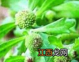 鹅不食草的功效与作用副作用 鹅不食草的功效与作用