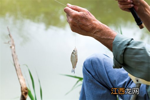 水产养殖什么最赚钱 水产养殖什么赚钱又好养