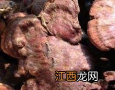 草灵芝的功效与作用及药用价值 灵芝草有什么药用价值