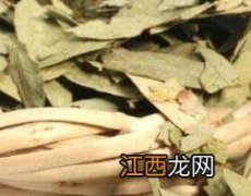 番泻叶怎么吃?应注意什么? 番泻叶怎么吃