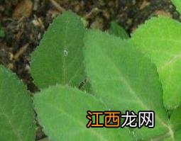 姨妈菜泡水喝的功效与作用及药用价值