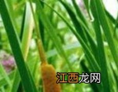 毛蜡草的功效与作用及药用价值 毛蜡草有什么功效