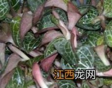 金线莲的功效与作用 金线莲的功效与作用及食用方法