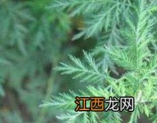 青蒿的药用功效与作用 青蒿根的功效与作用