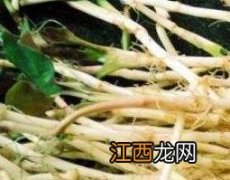 鱼腥草根的功效与作用 鱼腥草根的功效与作用及禁忌、副作用