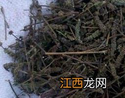 荆芥穗的功效与作用及禁忌 荆芥穗的功效与作用