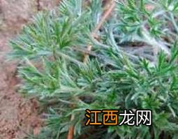 白蒿根的功效与作用及药用价值是什么 白蒿根的功效与作用及药用价值