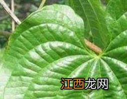 黄独叶子的功效与作用及药用价值 黄独叶子的功效与作用及药用价值