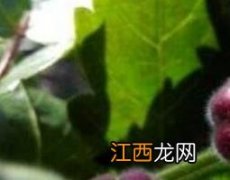 中药漆子的功效与作用 中药漆子的功效与作用图片