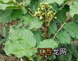 野花椒根的功效与作用及药用价值及禁忌 野花椒根的功效与作用及药用价值