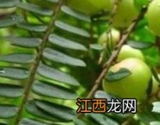 油柑叶的功效与作用 油柑叶的功效与作用及禁忌