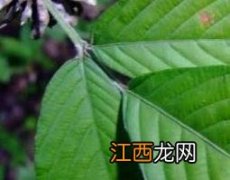 木豆叶的功效与作用中药查询 木豆叶的功效与作用