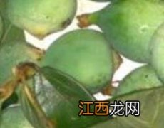 木莲果的功效与作用及禁忌 木莲果的功效与作用