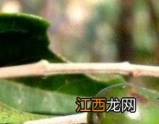 山牡荆的功效和作用及药用价值 山牡荆的药用方法