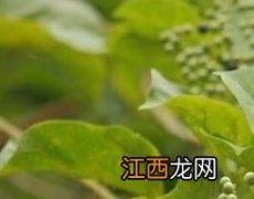 七叶黄荆根的功效与作用及药用价值 七叶黄荆根的副作用