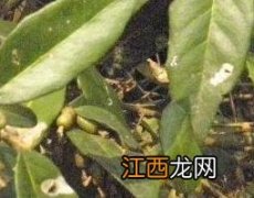 胡颓子的功效与作用