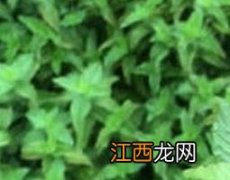 草粿草的功效与作用及禁忌 草粿草的功效与作用属性