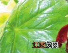 叶下花中药材功能主治 叶下花的功效与作用