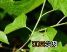 八角枫的功效与作用及药用价值图片 八角枫的功效与作用及药用价值