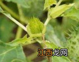 刺苹果可以直接吃吗 刺苹果可不可以吃