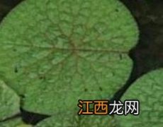 芡实根的功效与作用 芡实根的功效与作用是什么