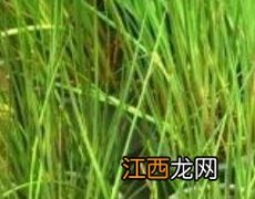 灯心草功效与作用的功效与作用 生灯心草的功效与作用