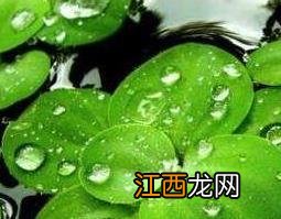 中药浮萍的功效与作用 浮萍的功效与作用