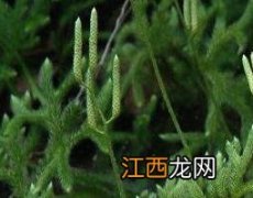 称筋草功效与用法 称筋草的功效与作用及药用价值