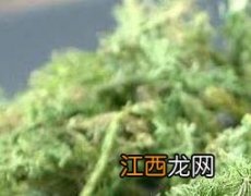 伸筋草的功效与作用的功能与主治与用量 伸筋草的功效与作用