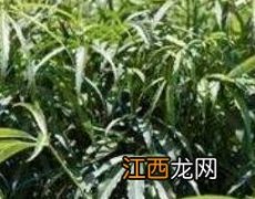 梁王茶的功效与作用禁忌 梁王茶的功效与作用