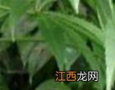 梁王茶怎么吃效果好 梁王茶怎么吃