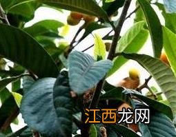 生枇杷叶的功效与作用及药用价值图片 生枇杷叶的功效与作用及药用价值