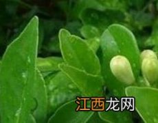 九里香的功效与作用 中药九里香的功效与作用