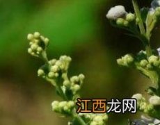 荆条熬水的功效与作用及禁忌 荆条熬水的功效与作用