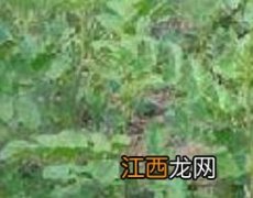 甜凉草的功效与作用及药用价值 甜凉草的功效与作用及药用价值图片