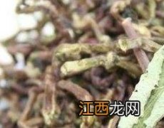 龙参青的功效与作用及药用价值 龙参青的功效与作用及药用价值图片