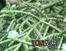 圆柏果的功效与作用 圆柏果实可食用吗?