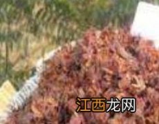 柏树籽装枕头有何害处 枕头用柏树籽还是用柏树壳