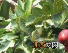 野生山楂树根的功效与作用