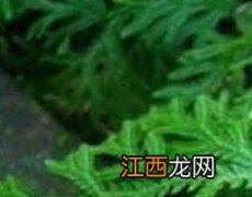 细叶龙鳞草的功效与作用及禁忌 细叶龙鳞草的功效与作用