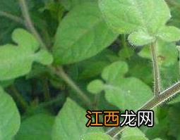 白毛藤怎么吃 白毛藤怎么吃效果好