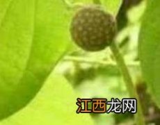 黄药子的功效与作用及食用方法 黄药子的功效与作用