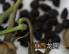 打碗花籽的功效和食用方法 打碗花籽的功效与作用