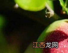 毛叶木瓜怎么食用 毛叶木瓜怎么食用最好