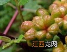 吴茱萸的功效与作用及副作用 吴茱萸的功效与作用及副作用禁忌