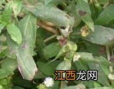 墨旱莲怎么吃补肾 墨旱莲怎么吃