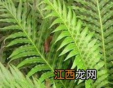 细叶蜈蚣草的功效与作用